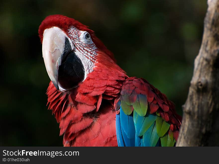 Portrait of colorful red parrot