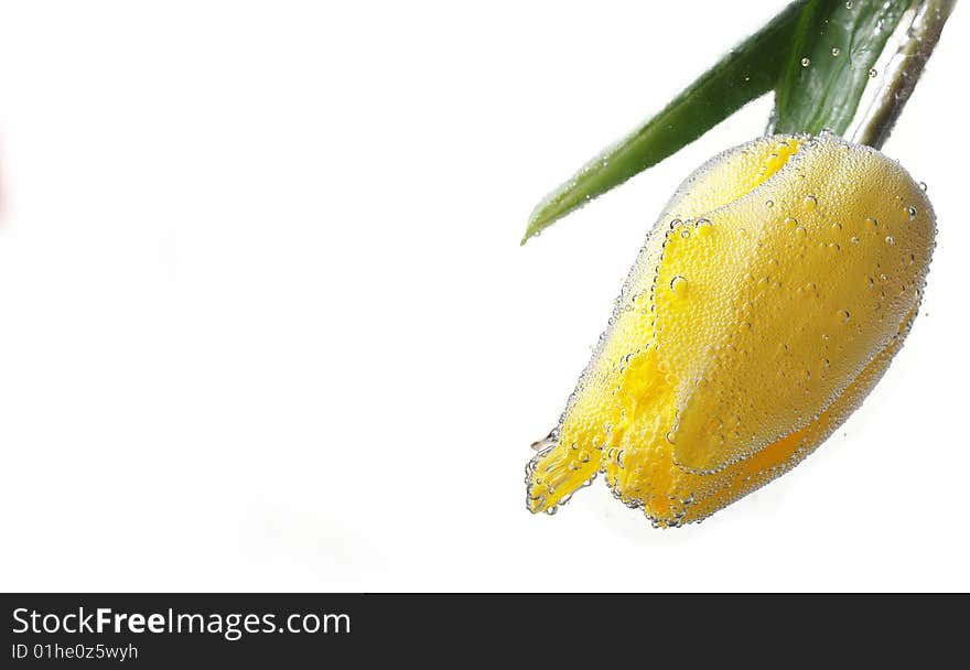 Yellow Tulip