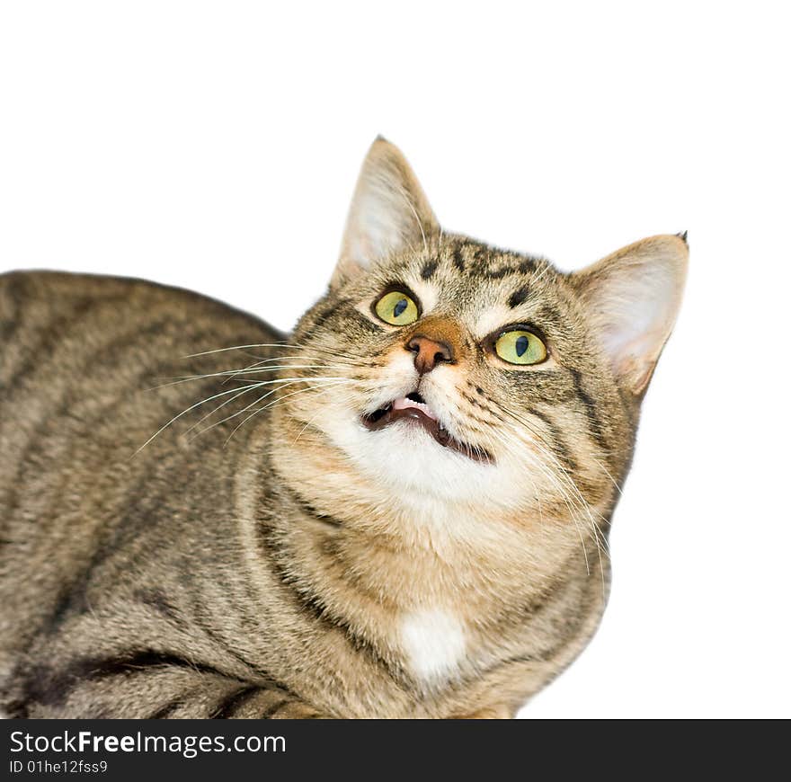 Cat, a portrait, isolated on a white