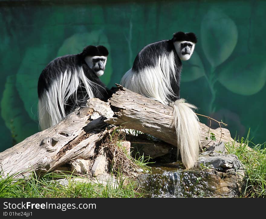 Two colobus monkey sitting on the log. Two colobus monkey sitting on the log