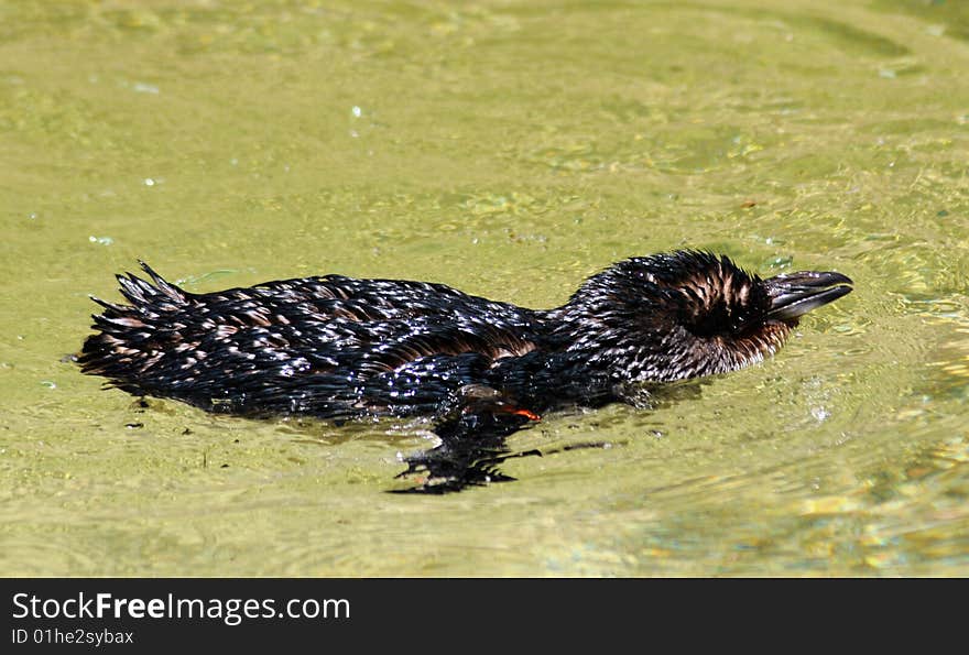 Fairy Penguin swimming in a pond