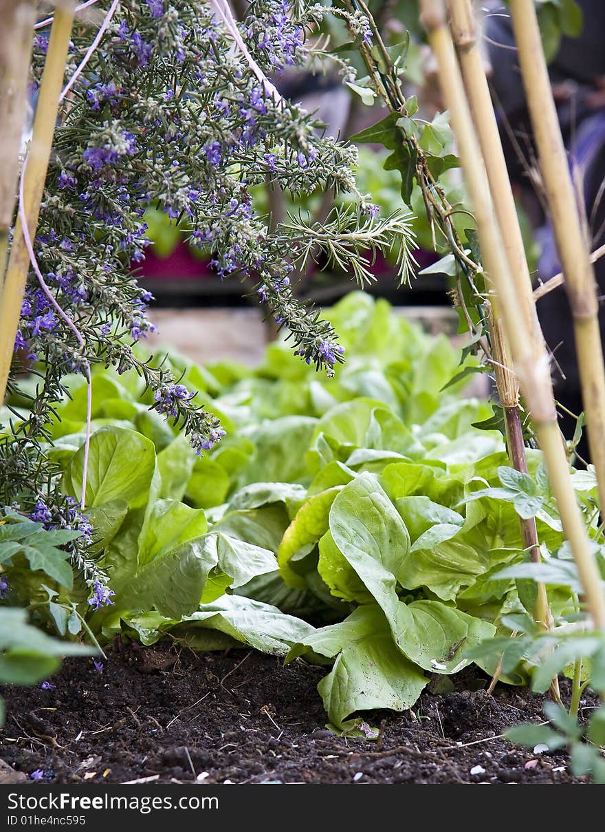 Typical basil from Genoa Pra' principal ingredient to prepare pesto sauce