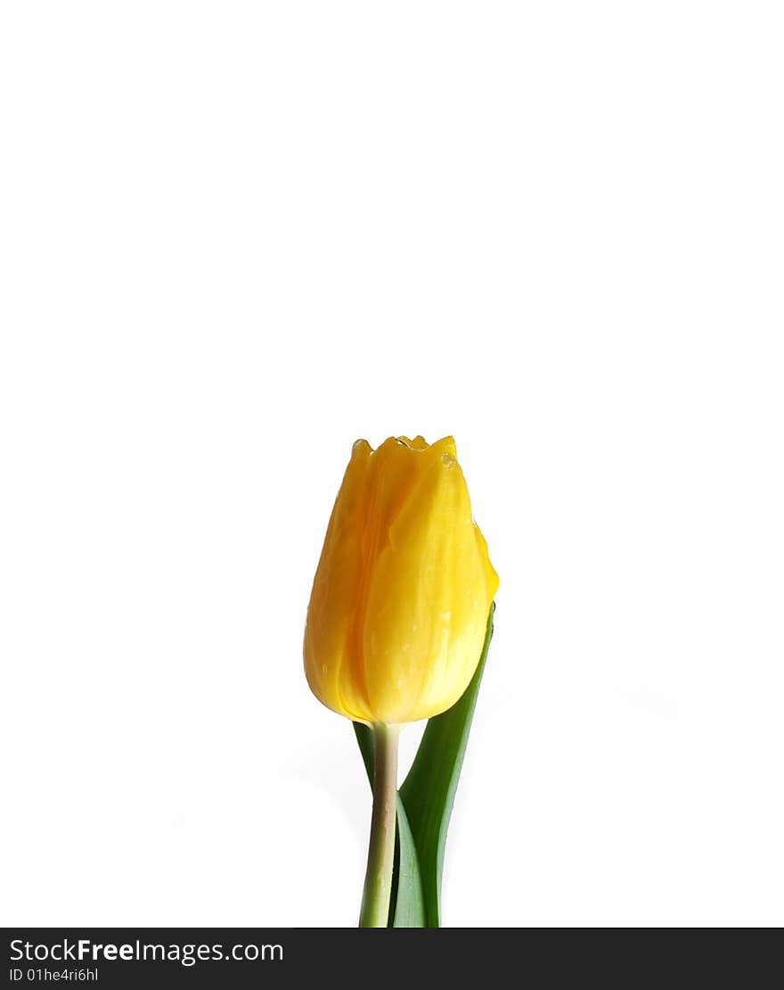 Yellow Tulip