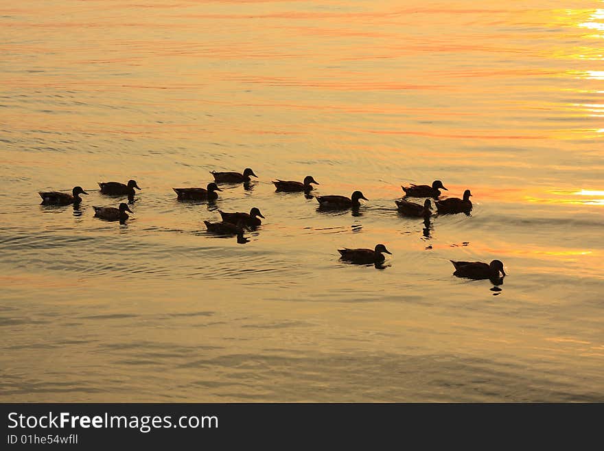 Ducks floating in the bay at sunset reflecting light. Ducks floating in the bay at sunset reflecting light