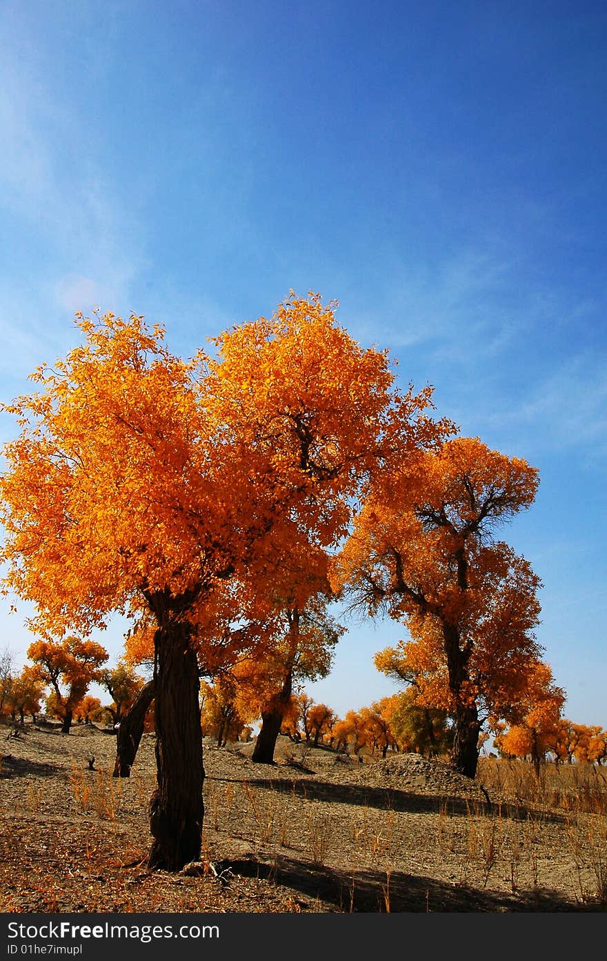 Golden populus (Populus diversifolia Schrenkin) in the desert of Singkiang,China. Golden populus (Populus diversifolia Schrenkin) in the desert of Singkiang,China