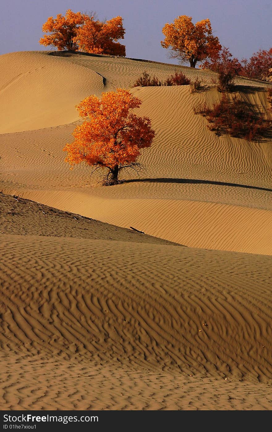 Golden populus (Populus diversifolia Schrenkin) in the desert of Singkiang,China. Golden populus (Populus diversifolia Schrenkin) in the desert of Singkiang,China