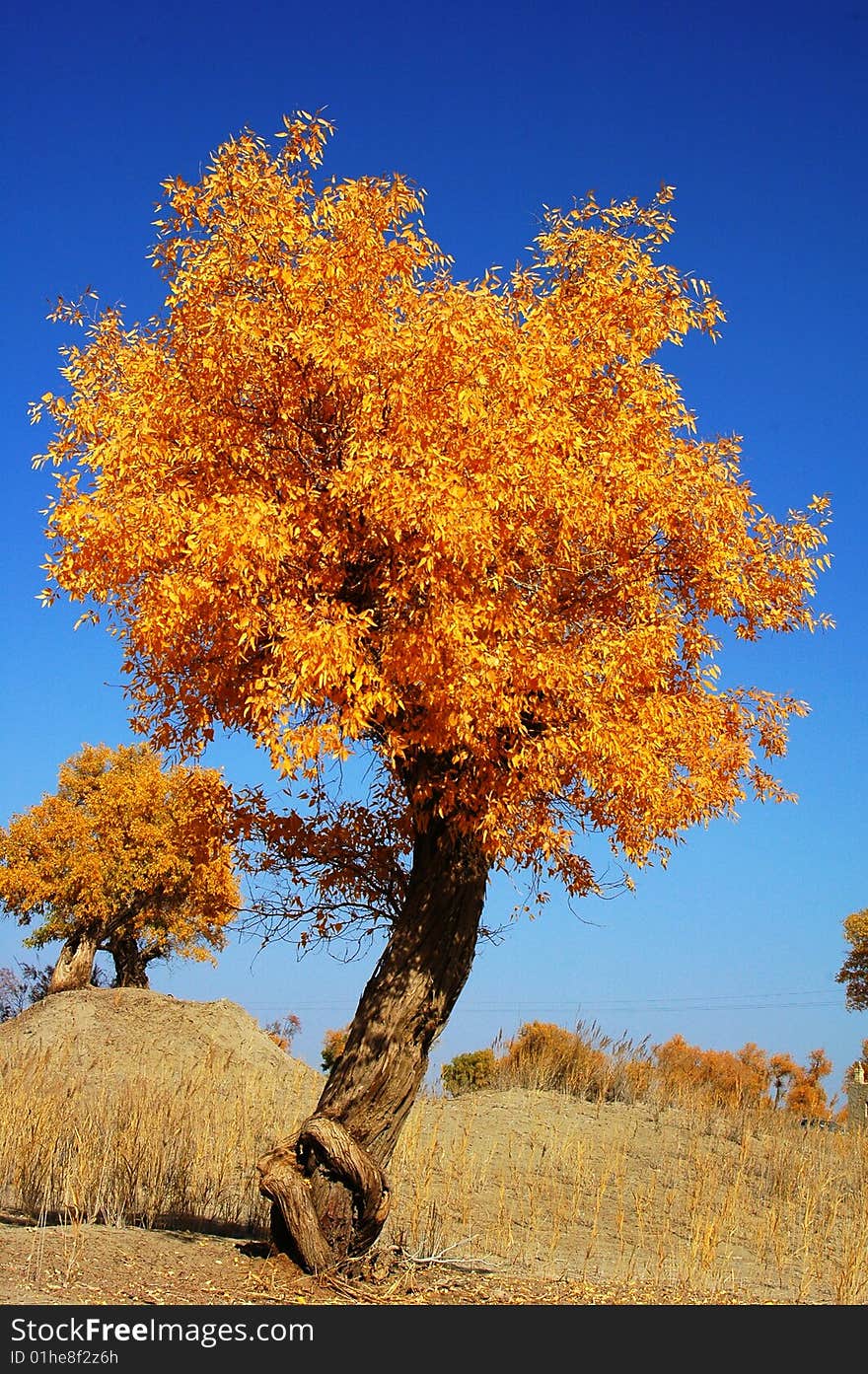 Golden populus (Populus diversifolia Schrenkin) in the desert of Singkiang,China. Golden populus (Populus diversifolia Schrenkin) in the desert of Singkiang,China