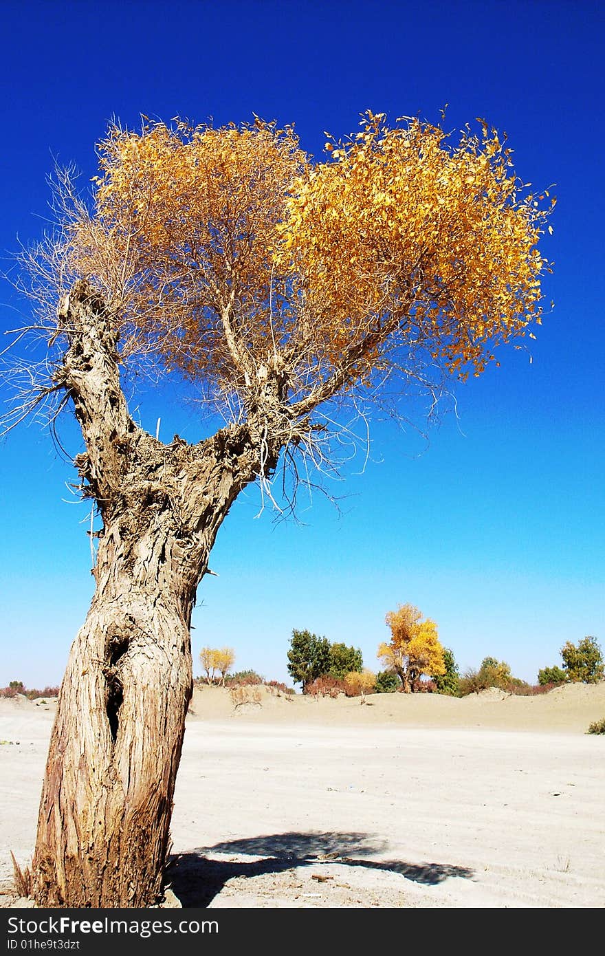 Golden populus (Populus diversifolia Schrenkin) in the desert of Singkiang,China. Golden populus (Populus diversifolia Schrenkin) in the desert of Singkiang,China