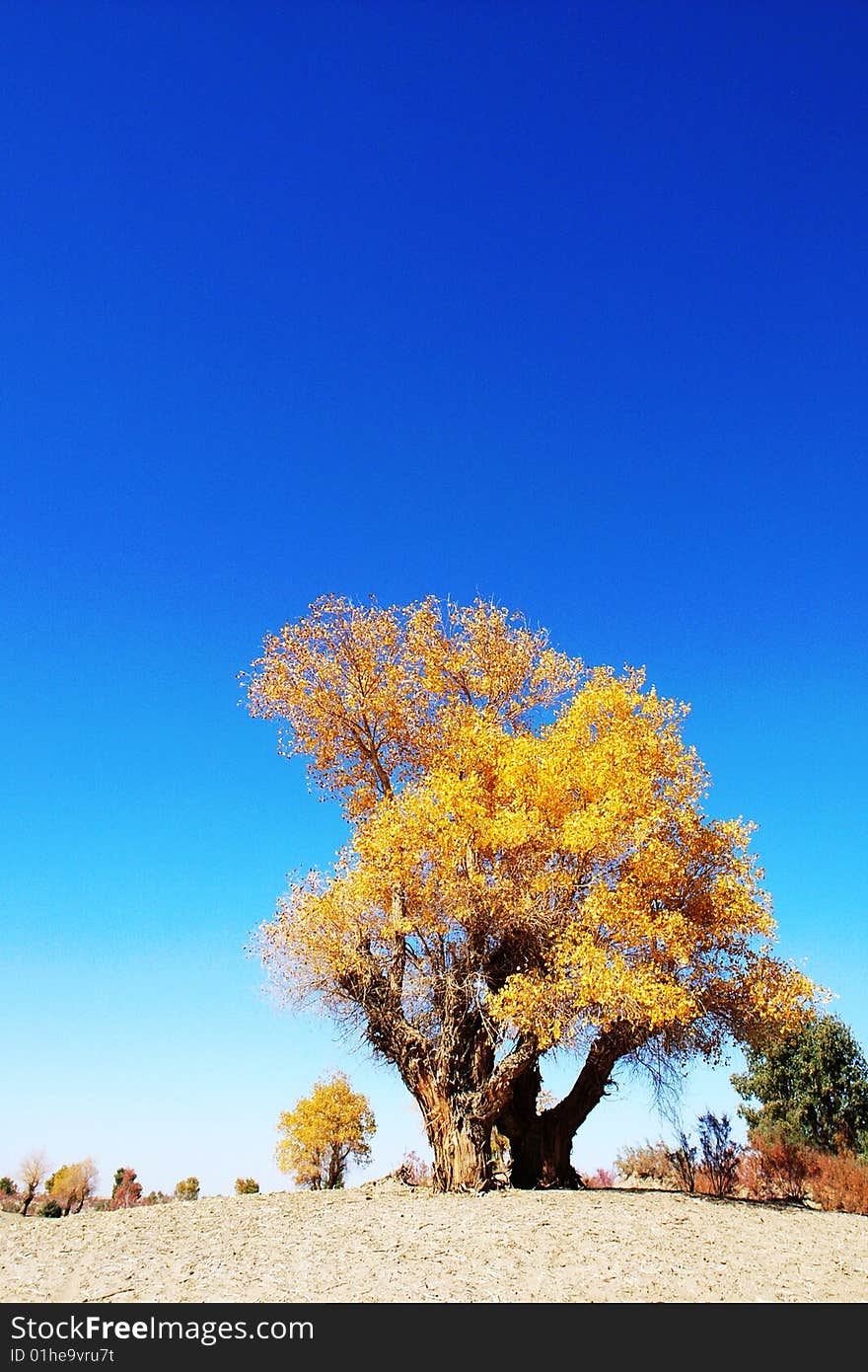 Golden populus (Populus diversifolia Schrenkin) in the desert of Singkiang,China. Golden populus (Populus diversifolia Schrenkin) in the desert of Singkiang,China