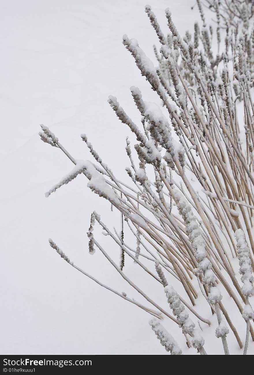 Snow Reeds