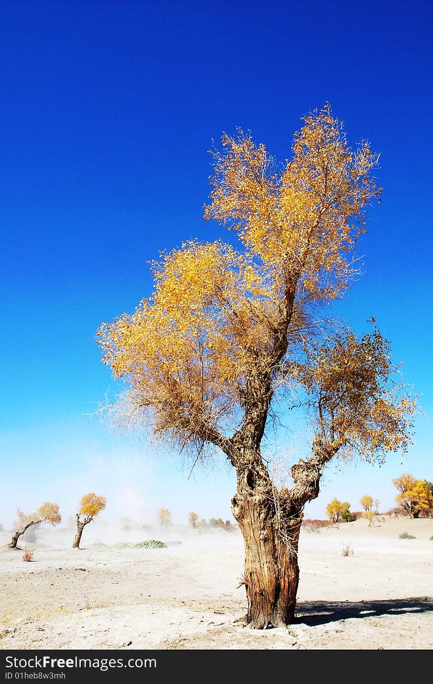 Golden populus (Populus diversifolia Schrenkin) in the desert of Singkiang,China. Golden populus (Populus diversifolia Schrenkin) in the desert of Singkiang,China