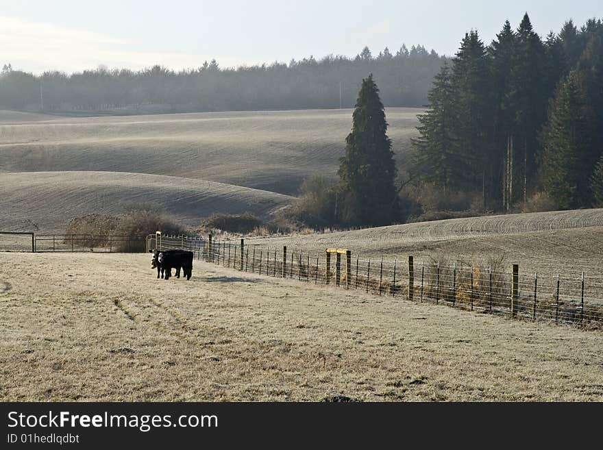 Farm Pasture - Early Morning