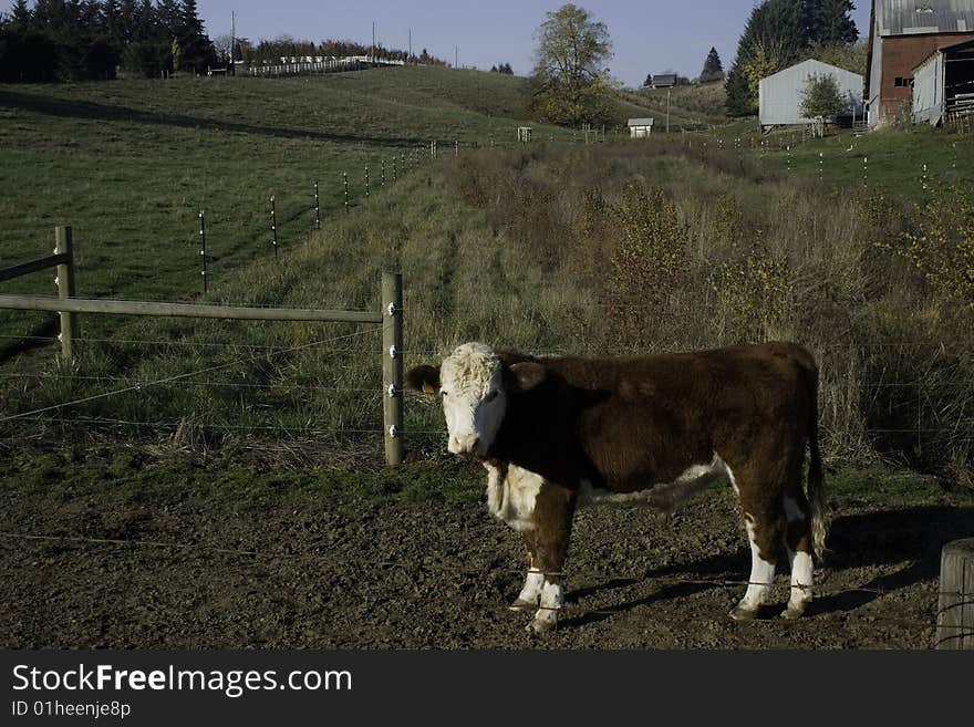 Cow On Farm