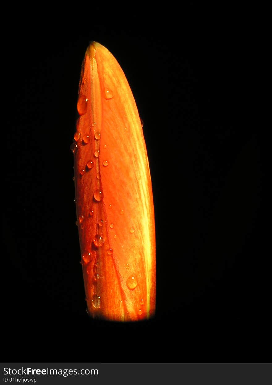 A red and flower and water drop.