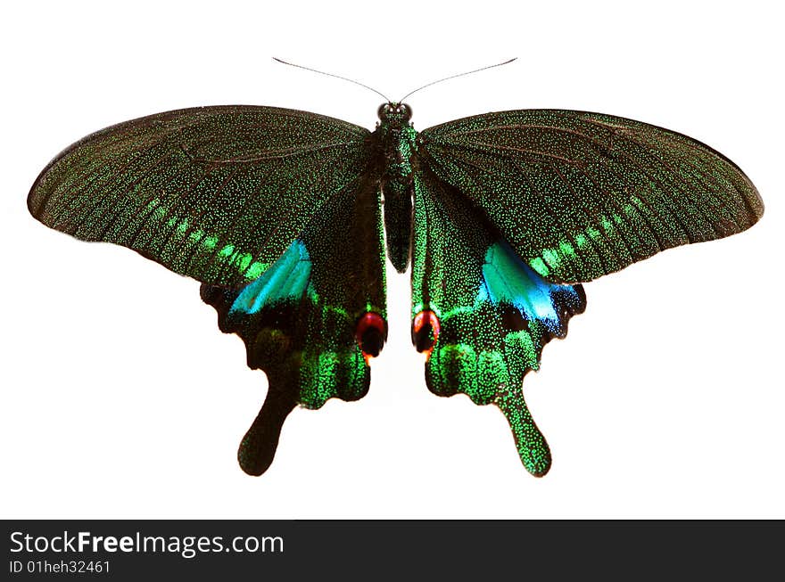 Butterfly isolated on a white background