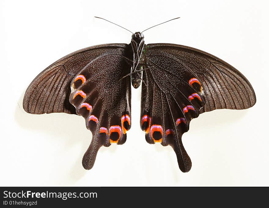 Butterfly isolated on a white background