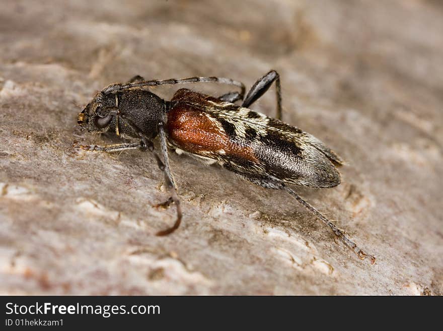 Extreme close-up of a small long horn beetle. This latin name of this beetle is Anaglyptus mysticus.