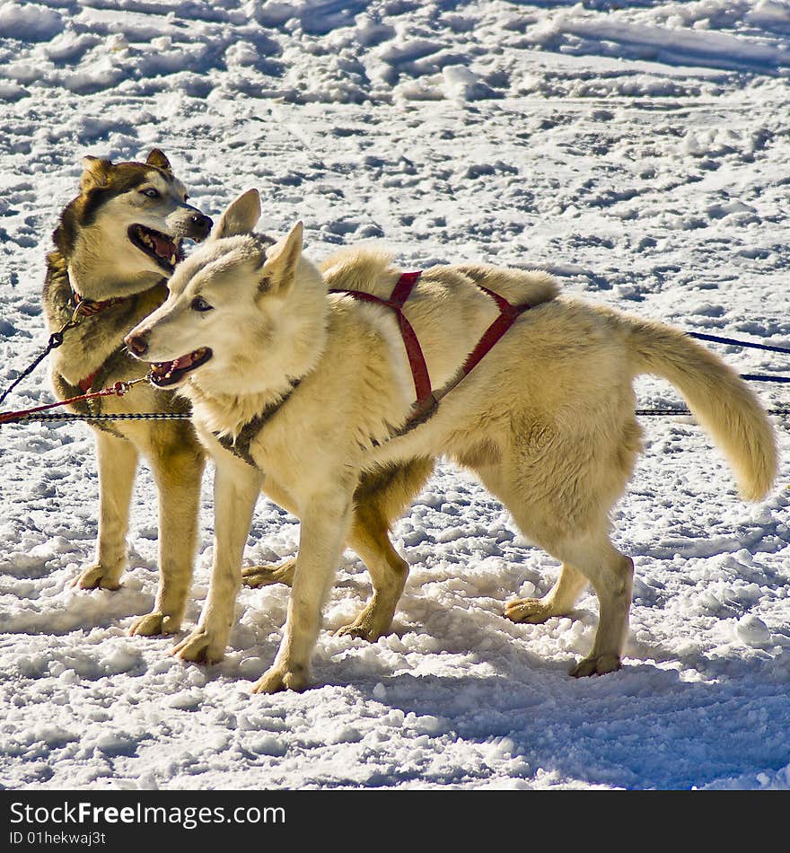 Husky snow dogs