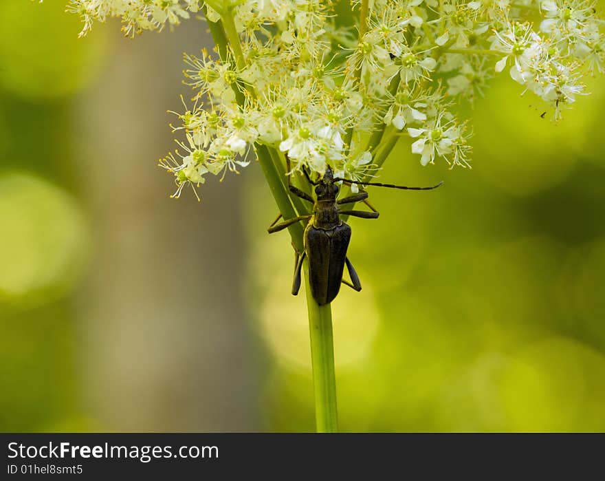 Macro photograph of a sitting Stenocorus meridianus. Macro photograph of a sitting Stenocorus meridianus.