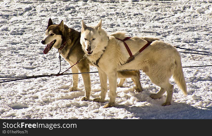 Husky snow dogs