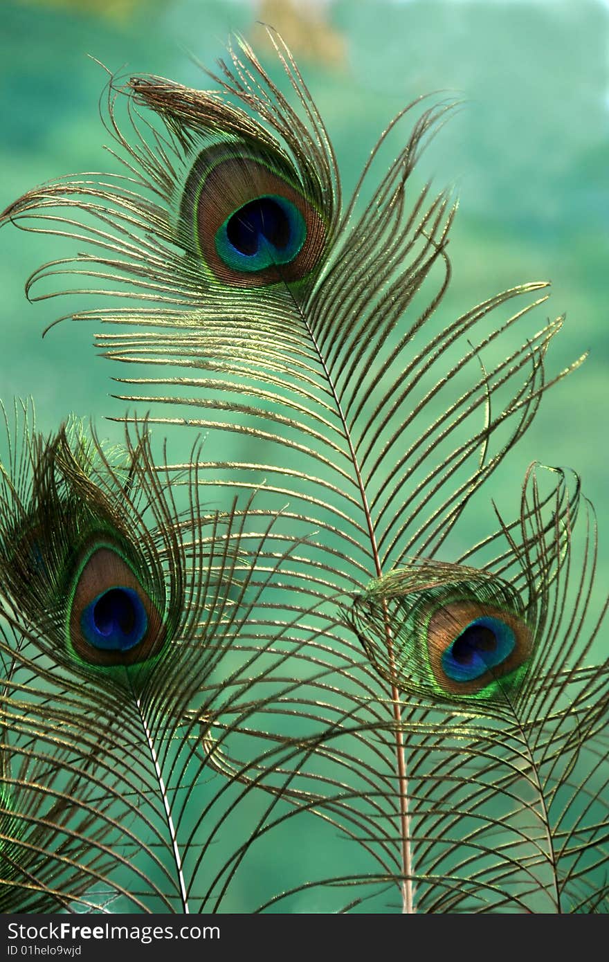 Peacock Feathers