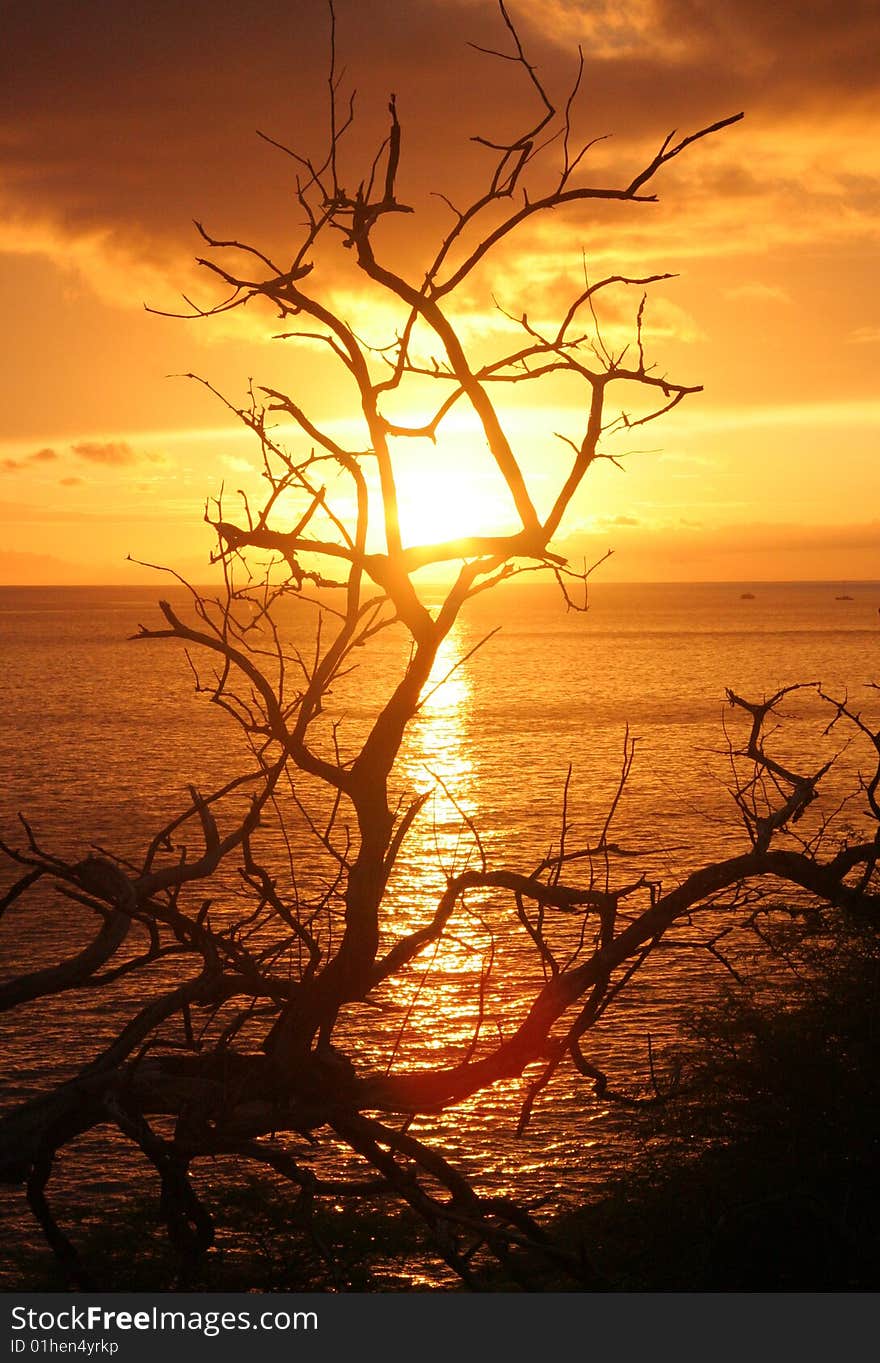 The sun setting into the ocean through the branches of a dead tree. The sun setting into the ocean through the branches of a dead tree