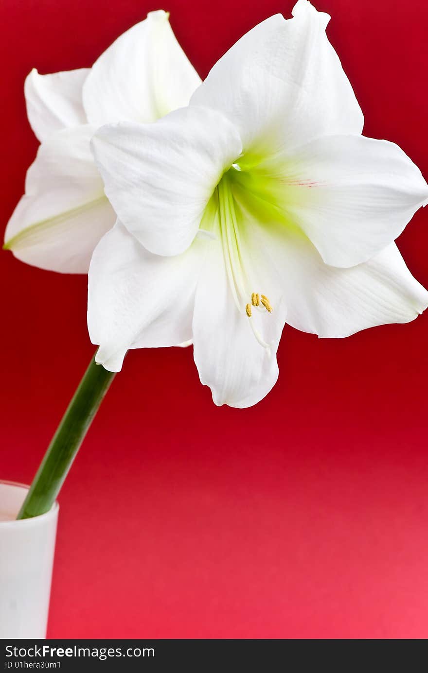 White Amaryllis- closeup shot on the red background.