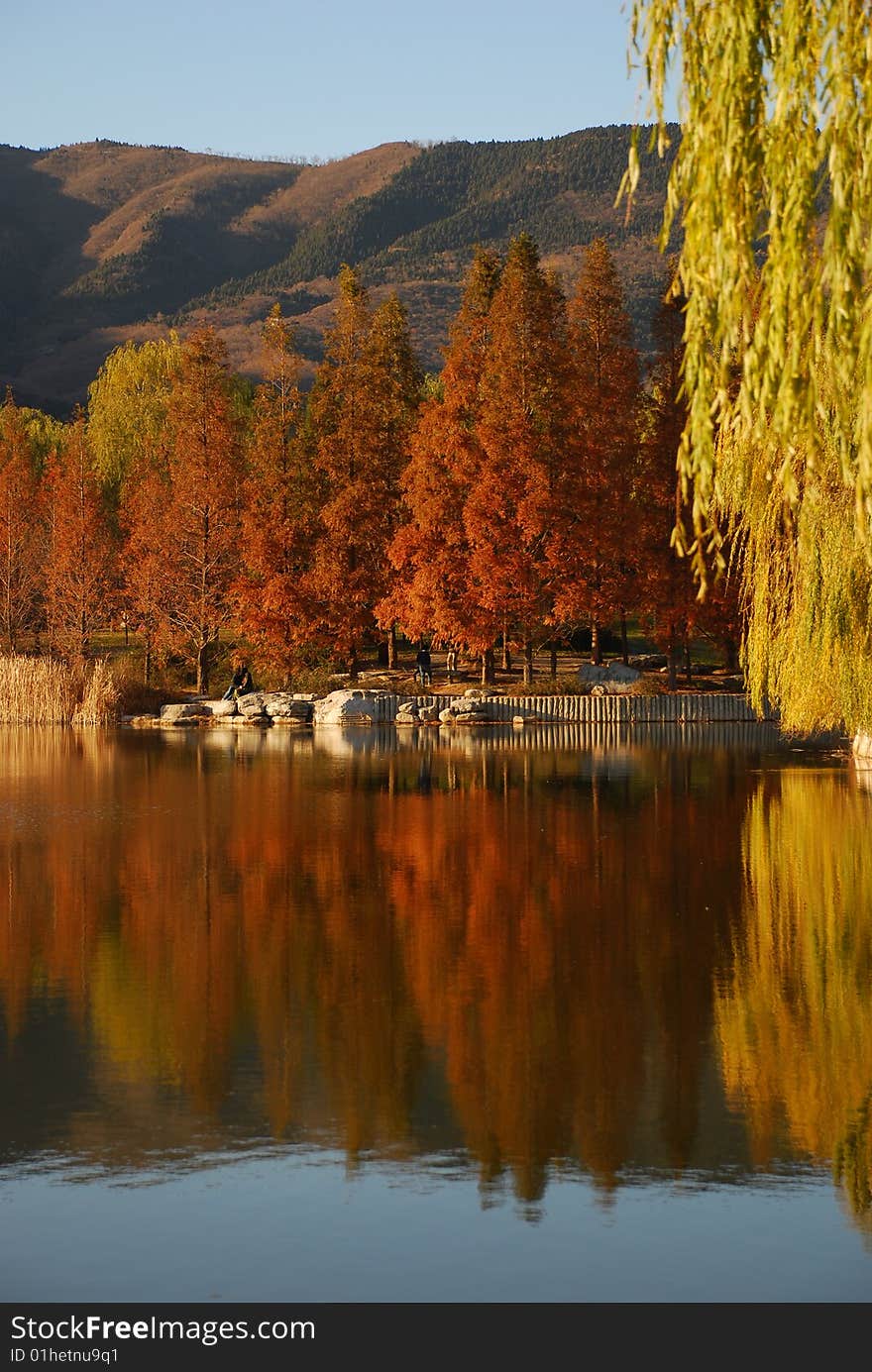 Lakeside Trees