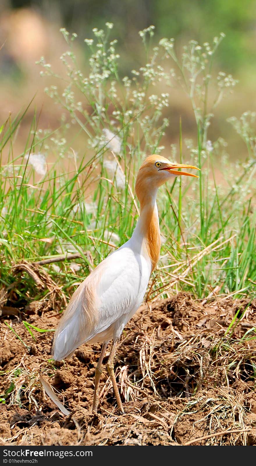 Cattle egret