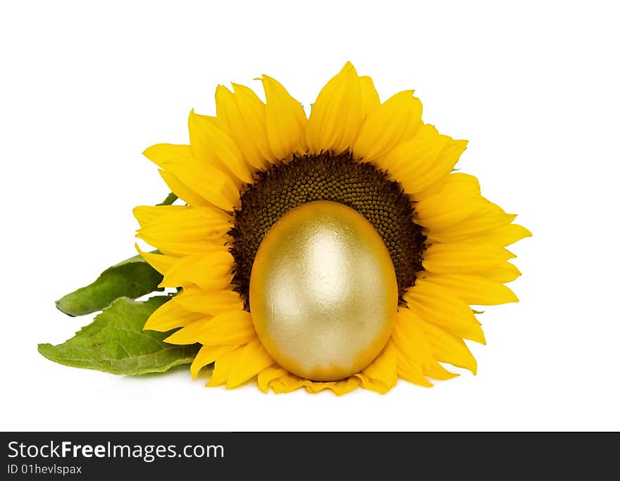 Golden treasure egg with sunflower over white