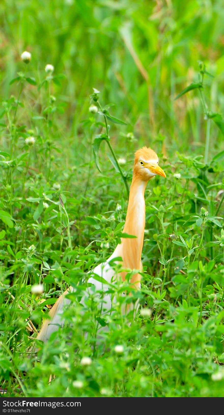 Cattle egret