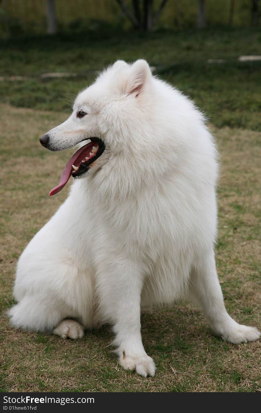 Samoyed Dog Sitting on Lawn