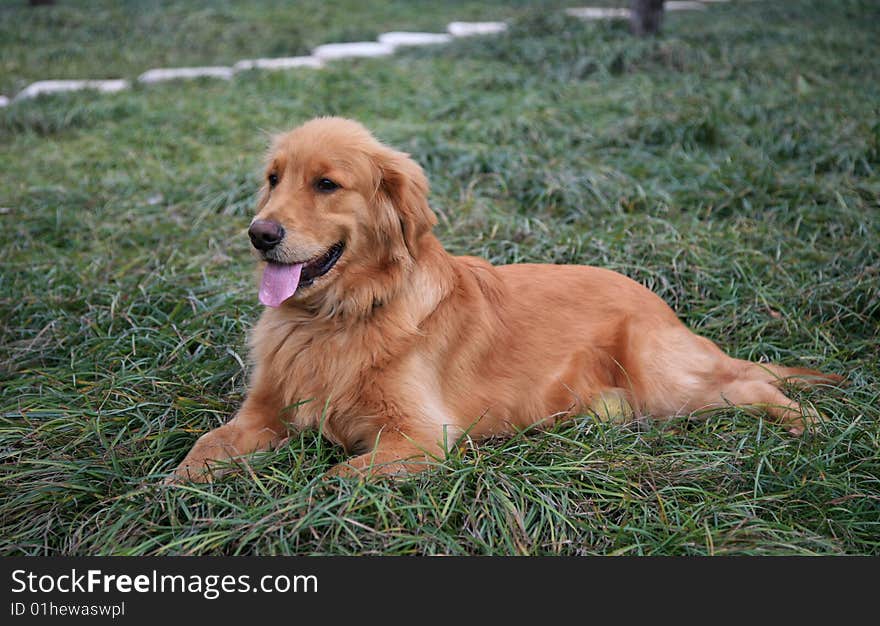 Golden Retriever Dog