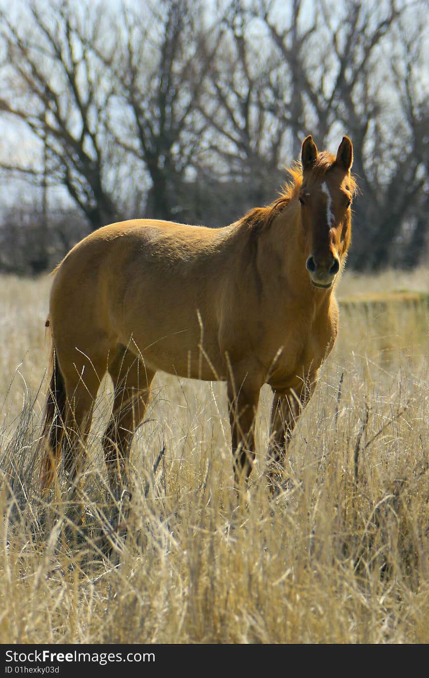 A Horse In A Field