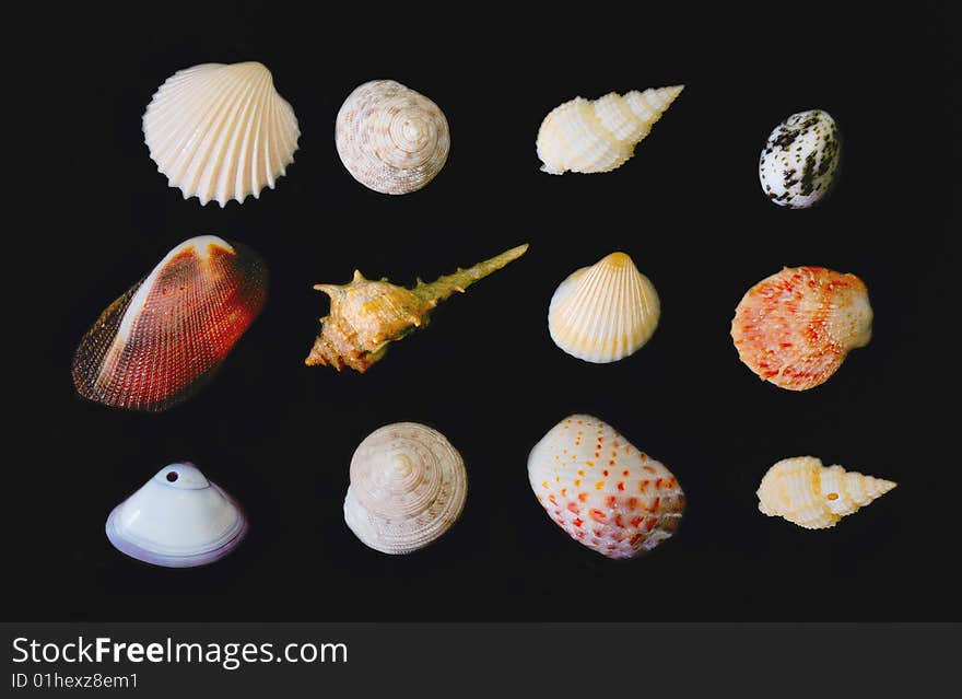 Various types of seashell with black background. Various types of seashell with black background