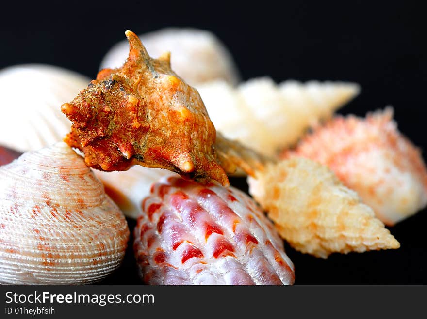 Various types of seashell with black background. Various types of seashell with black background