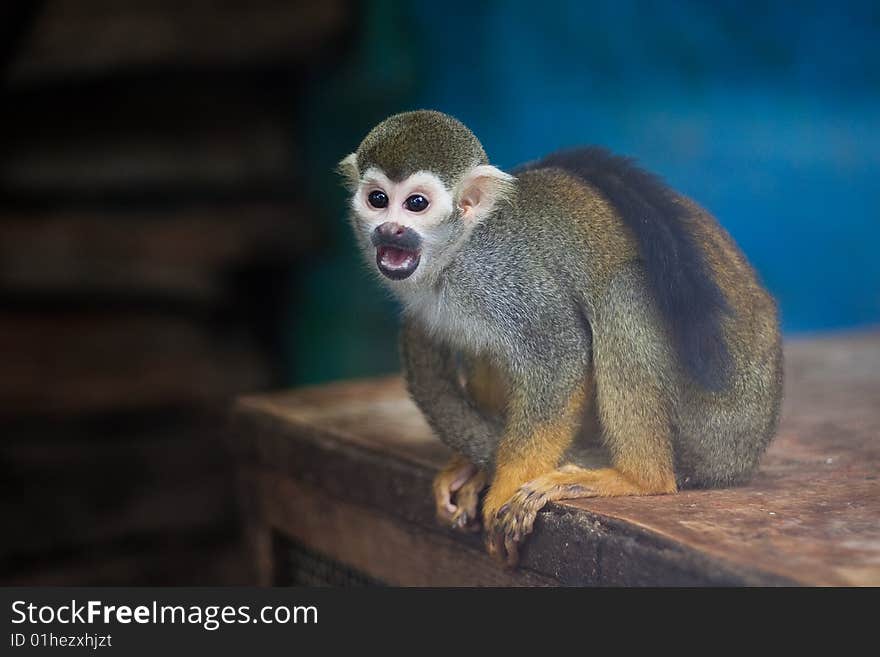 Squirrel Monkey