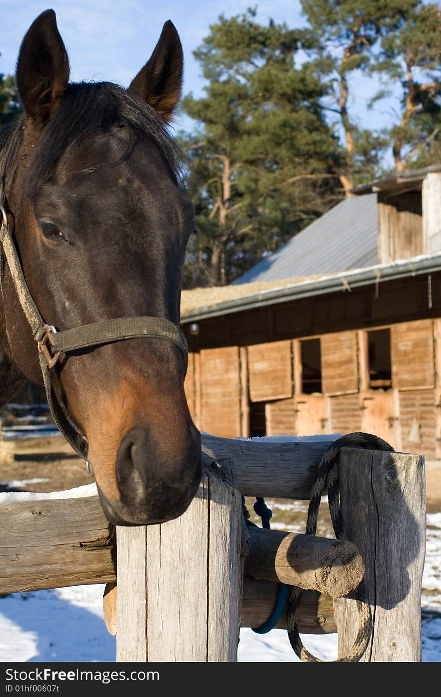 Horse head with stable in background on winter day