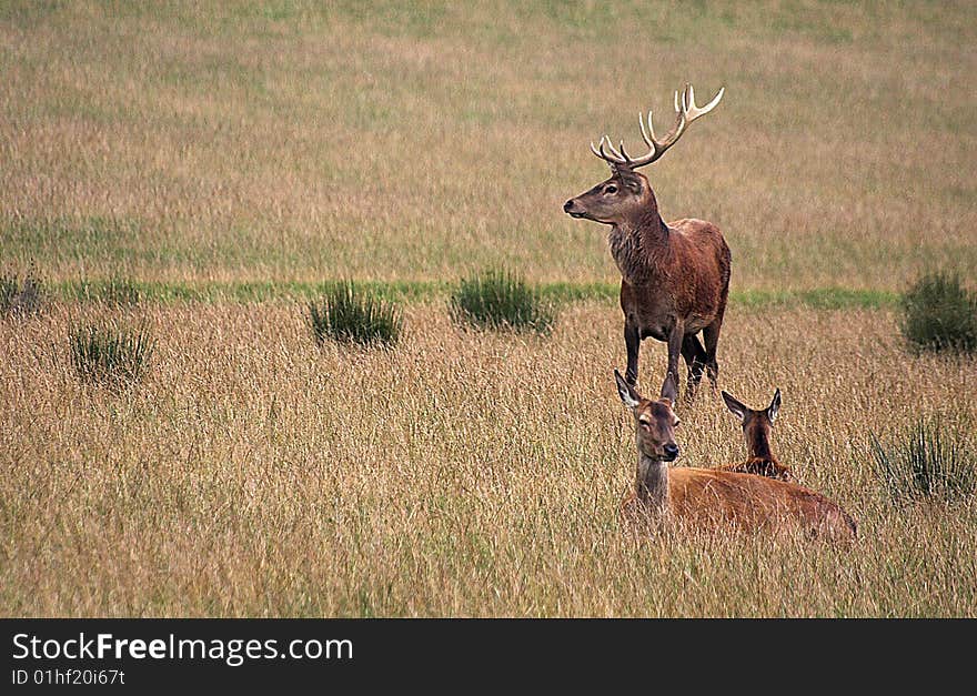 Family of Red Deer. The stag and doe keeping watch over their fawn.