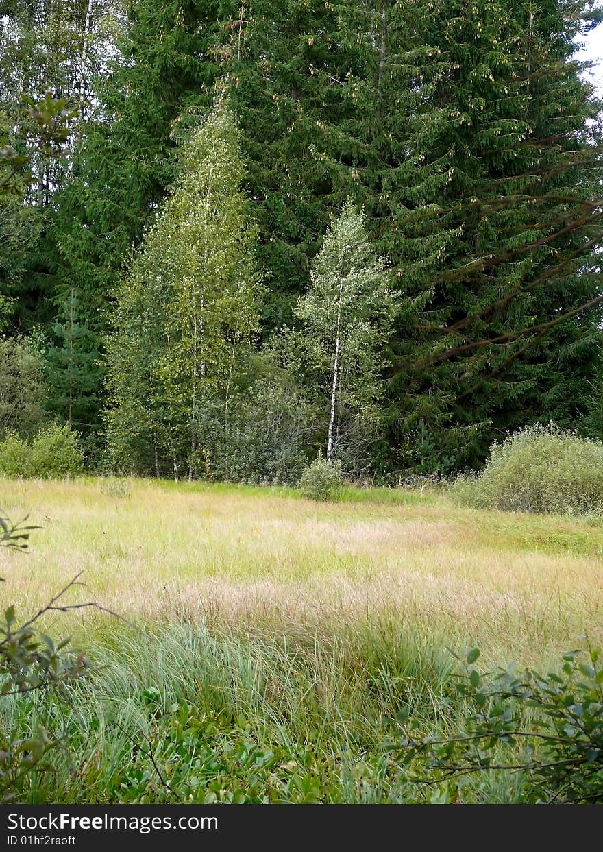 Bog in wood. Autumn. Swamp. Nature. Forest.