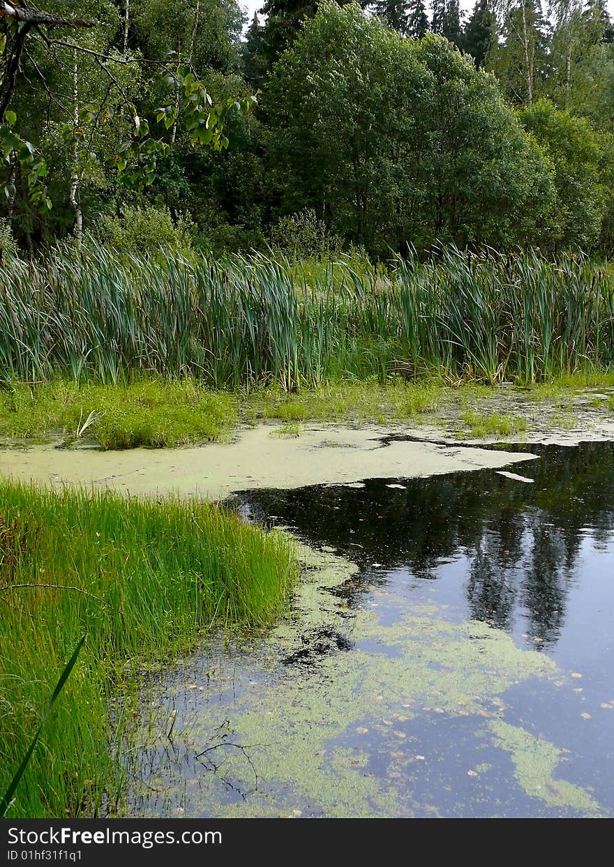 Bog in wood. Autumn. Swamp. Nature. Forest.