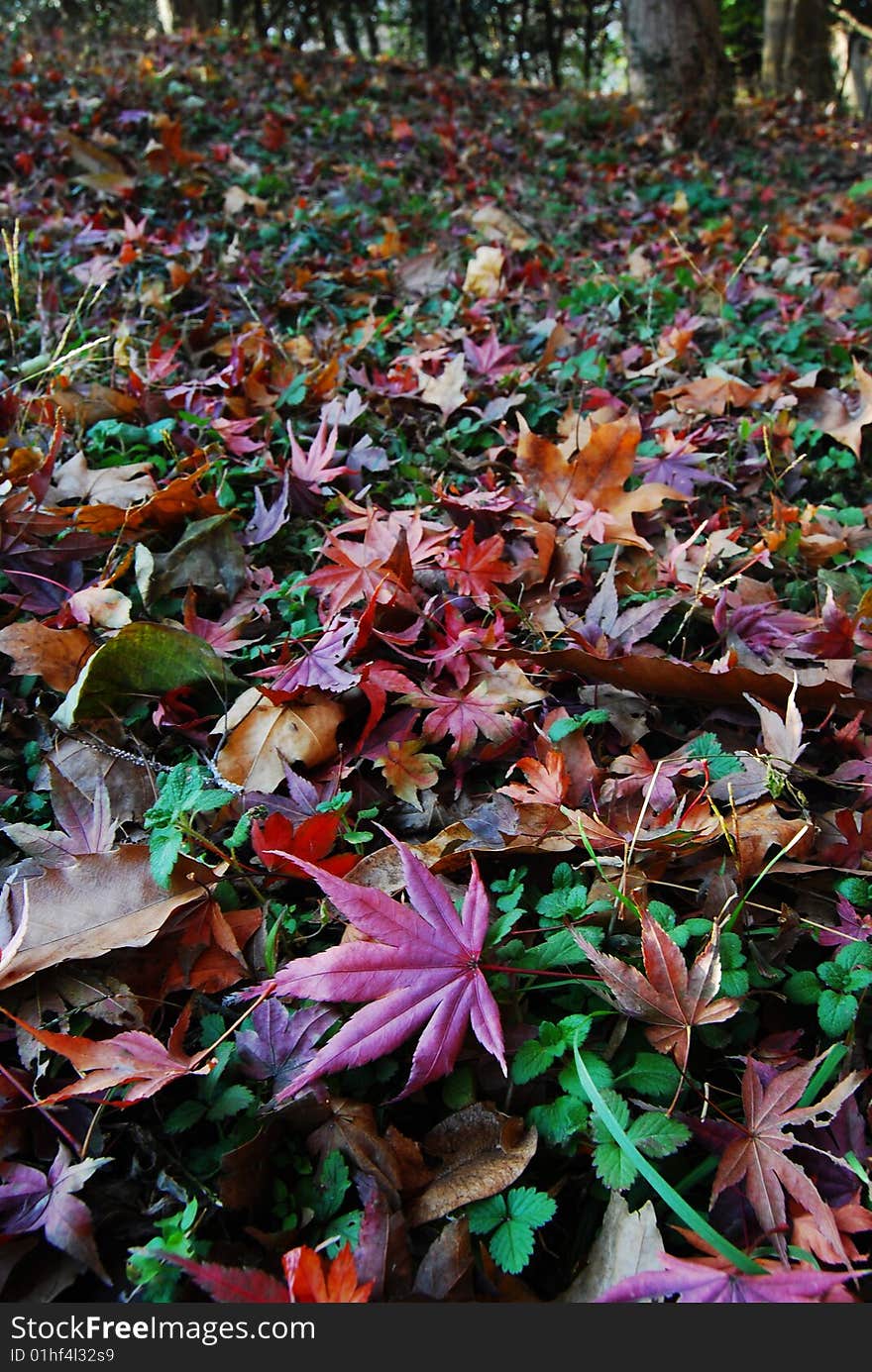 Beautiful leaves