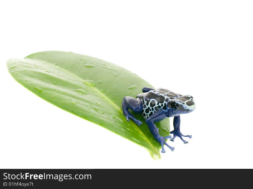 Dendrobates tinctorius on damp to a leaf, isolated over white. Dendrobates tinctorius on damp to a leaf, isolated over white