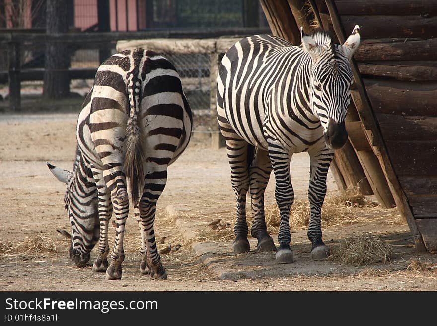 Two zebras near the fence of the zoo. Two zebras near the fence of the zoo