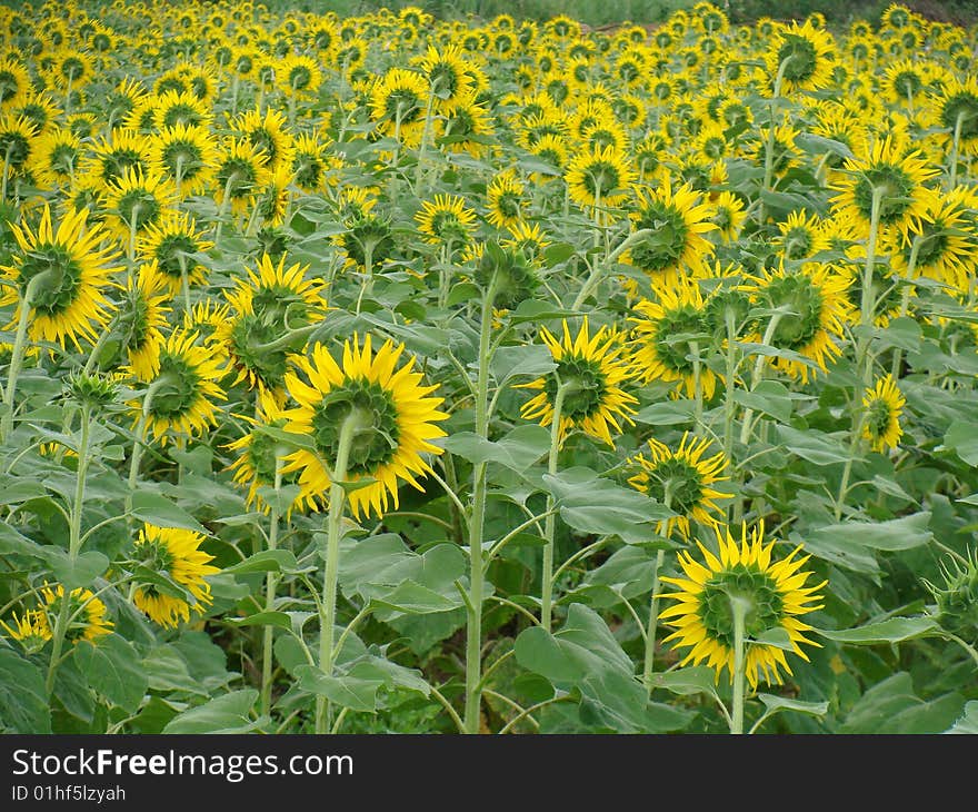 Sunflowers Field