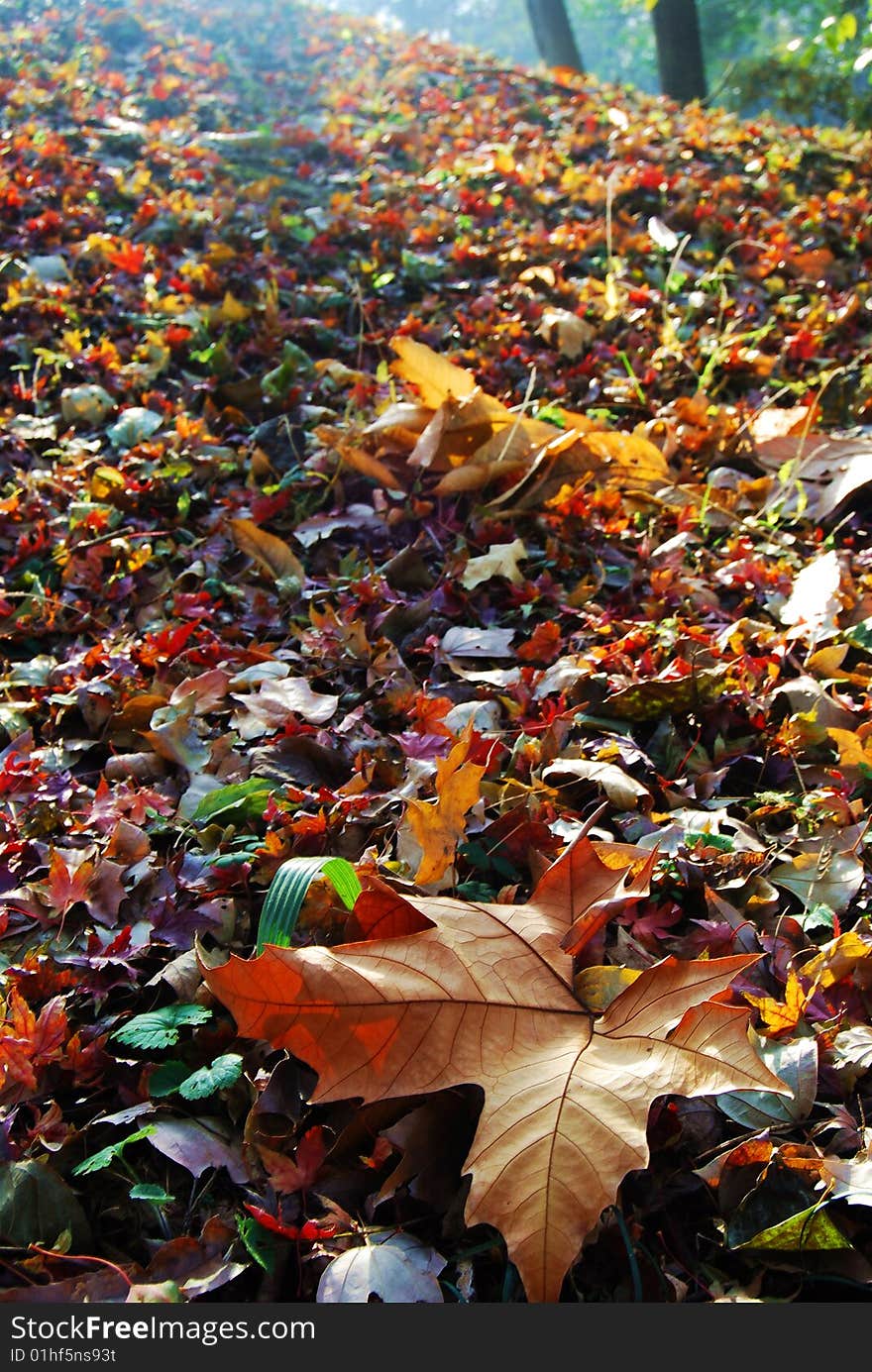 Beautiful Leaves