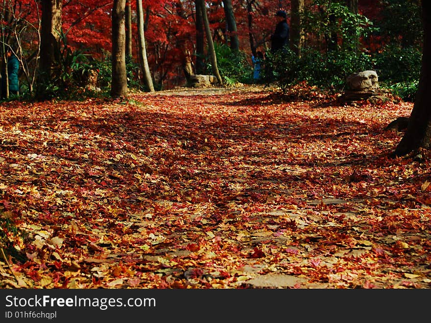 The Red Maple Leaves Road