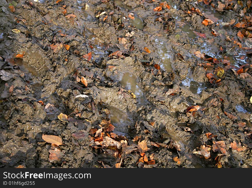 Footprints In The Mud