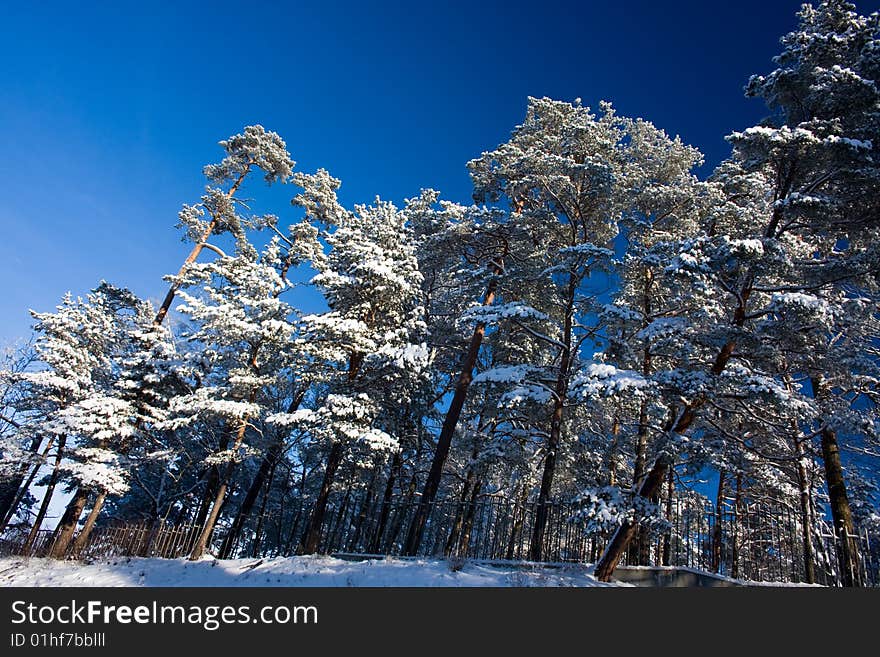 Pine Forest