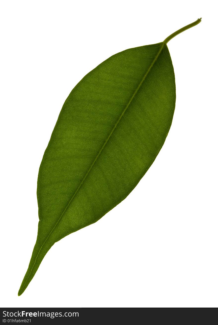 Green leaf isolated on a white